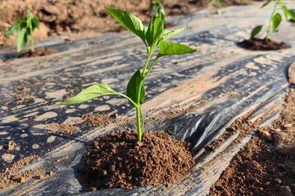 辣椒苗移栽多久才能成活，一般需要7天左右