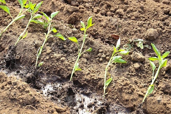 辣椒苗移栽多久才能成活，一般需要7天左右