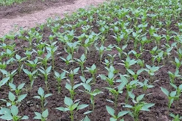 辣椒苗移栽多久才能成活，一般需要7天左右