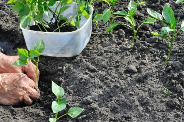 辣椒苗移栽多久才能成活，一般需要7天左右