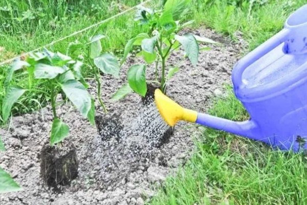 辣椒苗移栽多久才能成活，一般需要7天左右