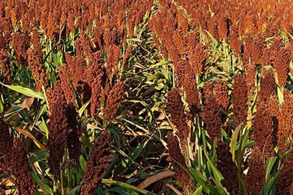 高粱成熟后的颜色，一般是红色或跟随品种而变化