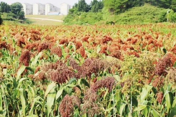 高粱成熟后的颜色，一般是红色或跟随品种而变化