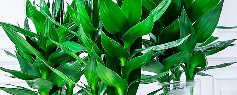 富贵竹叶子发黄可以加什么，可以加营养液、阿司匹林等