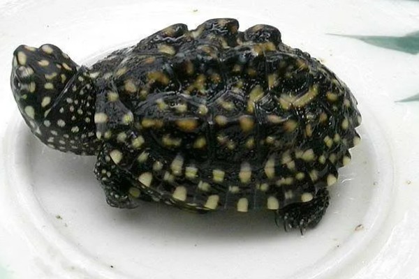 斑点池龟是深水龟吗，不是深水龟