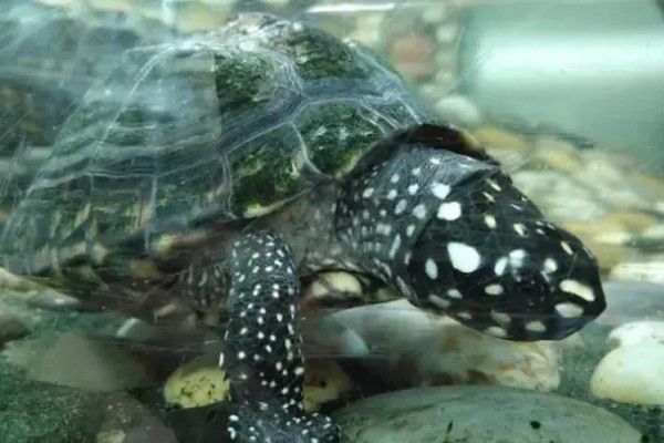 斑点池龟是深水龟吗，不是深水龟