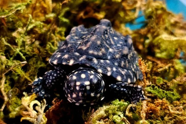 斑点池龟是深水龟吗，不是深水龟