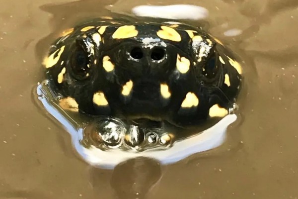 斑点池龟是深水龟吗，不是深水龟