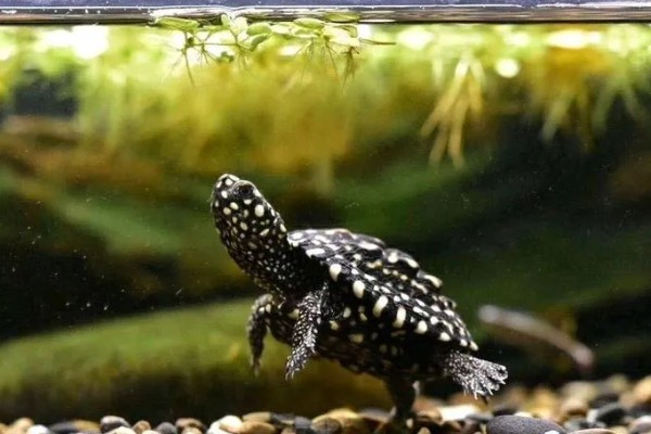 斑点池龟是深水龟吗，不是深水龟