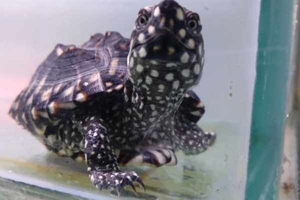 斑点池龟是深水龟吗，不是深水龟