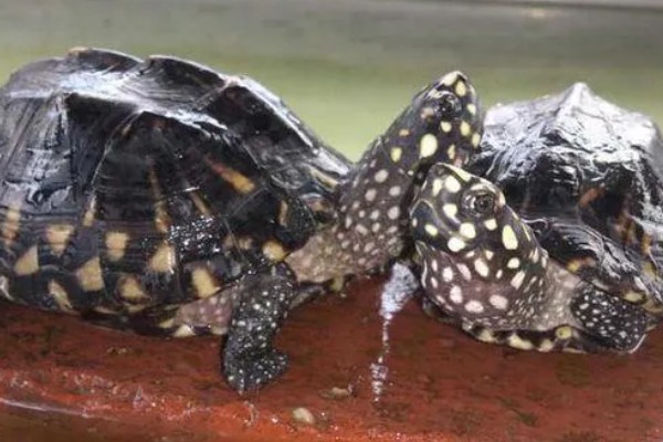 斑点池龟是深水龟吗，不是深水龟