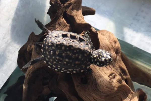 斑点池龟是深水龟吗，不是深水龟