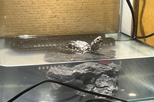 斑点池龟是深水龟吗，不是深水龟