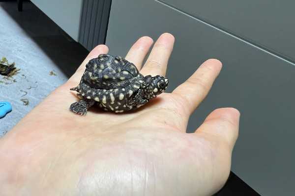 斑点池龟是深水龟吗，不是深水龟