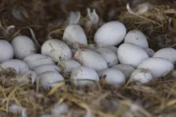 孵化鹅蛋最后几天的注意事项，需要注意调整温度