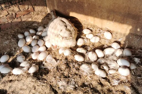 孵化鹅蛋最后几天的注意事项，需要注意调整温度