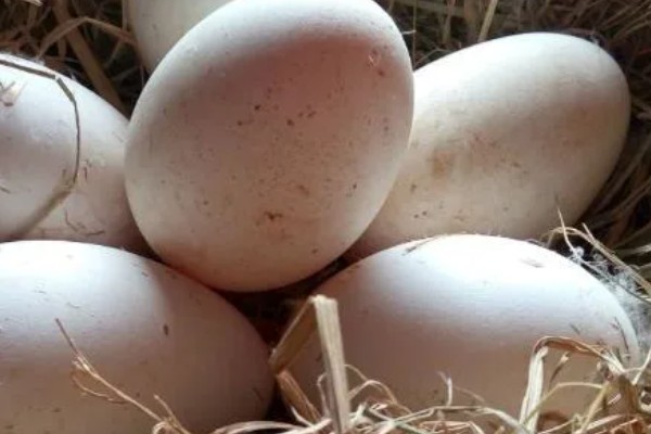 孵化鹅蛋最后几天的注意事项，需要注意调整温度