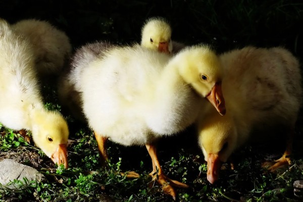 孵化鹅蛋最后几天的注意事项，需要注意调整温度