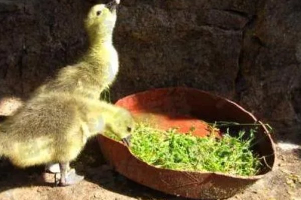 孵化鹅蛋最后几天的注意事项，需要注意调整温度