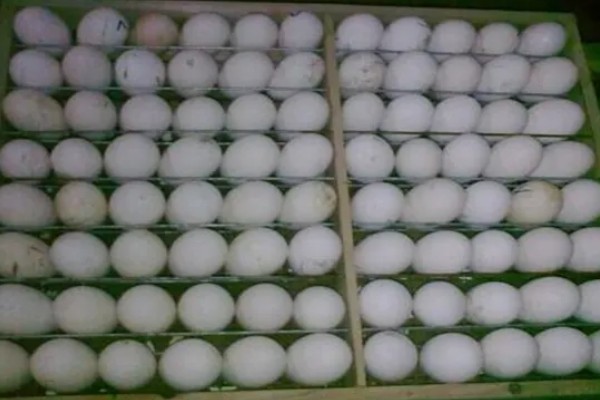 孵化鹅蛋最后几天的注意事项，需要注意调整温度