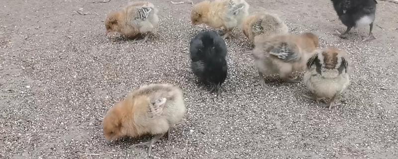 小鸡吃什么，可以吃菜叶、麦麸等谷类食物