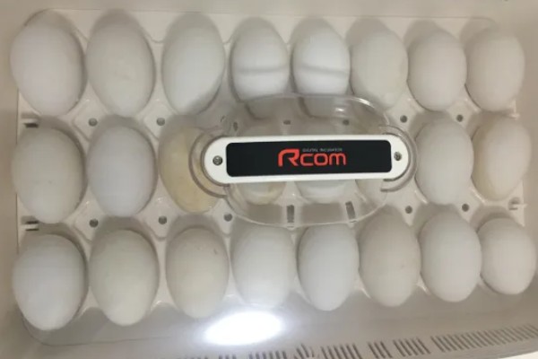 孵化鹅蛋最后几天的注意事项，需要注意调整温度