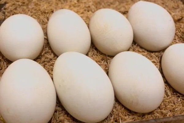 孵化鹅蛋最后几天的注意事项，需要注意调整温度