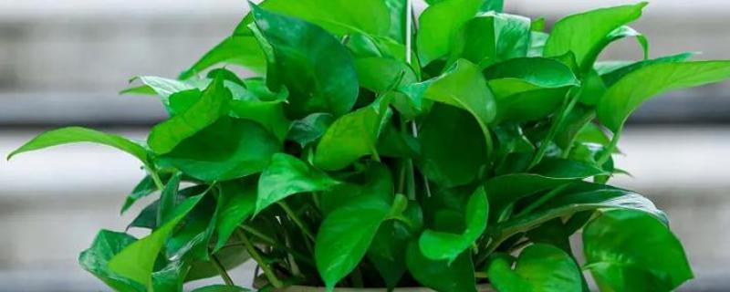 让绿萝长藤的方法，适宜生长温度在22℃左右