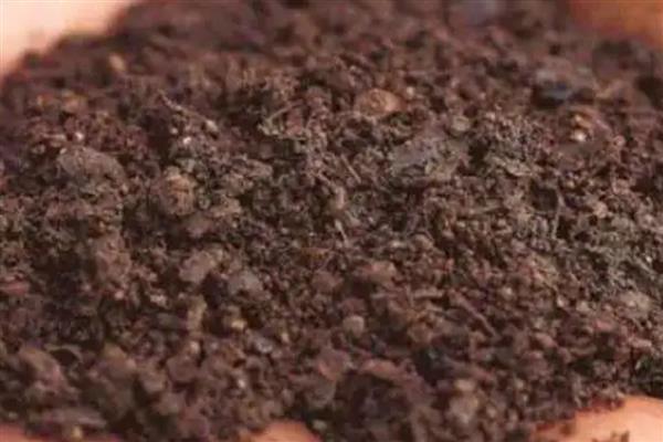 铁兰怎么养殖,把空气湿度保持在75-85%