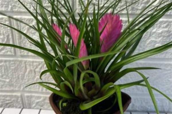 铁兰怎么养殖,把空气湿度保持在75-85%