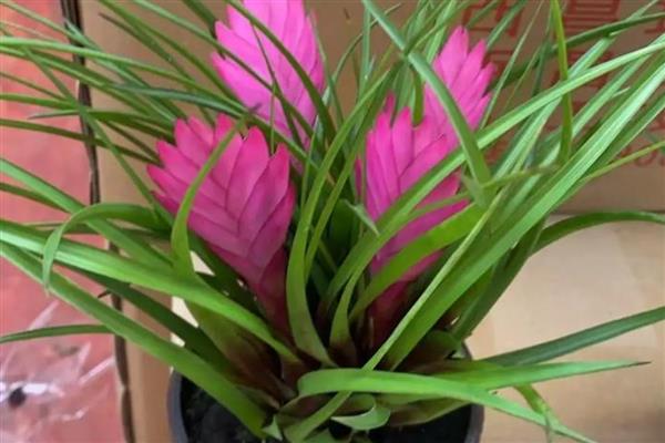 铁兰怎么养殖,把空气湿度保持在75-85%