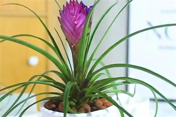 铁兰怎么养殖,把空气湿度保持在75-85%