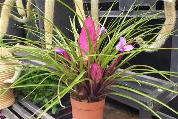 铁兰怎么养殖,把空气湿度保持在75-85%