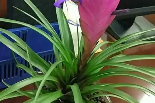 铁兰怎么养殖,把空气湿度保持在75-85%