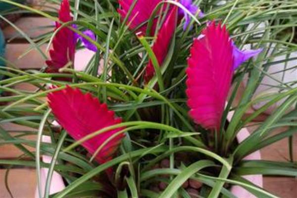 铁兰怎么养殖,把空气湿度保持在75-85%