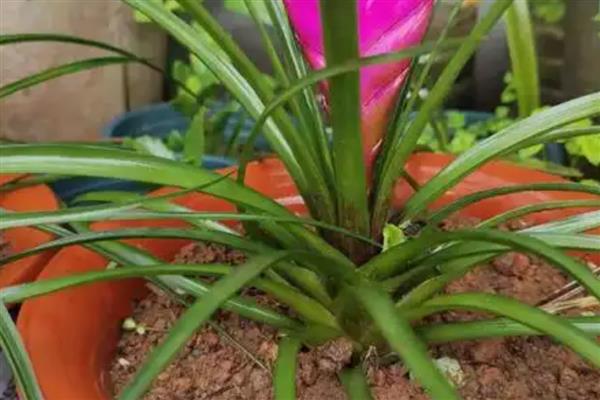 铁兰怎么养殖,把空气湿度保持在75-85%