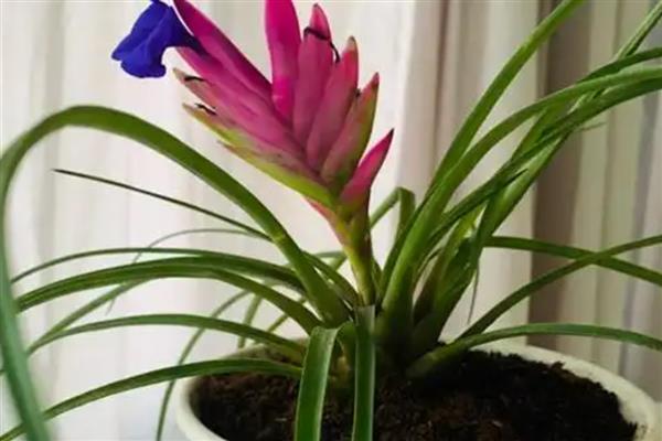 铁兰怎么养殖,把空气湿度保持在75-85%