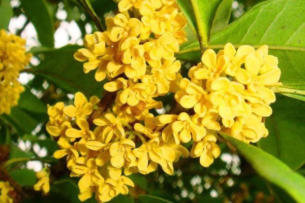 哪种桂花不可以食用，不存在无法食用的品种