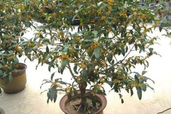 哪种桂花不可以食用，不存在无法食用的品种