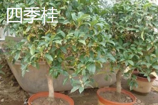 哪种桂花不可以食用，不存在无法食用的品种