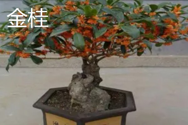 哪种桂花不可以食用，不存在无法食用的品种