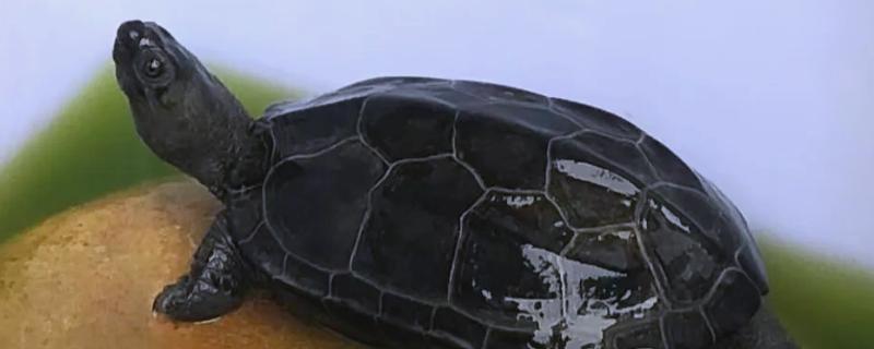 草龟多久可以下蛋，一般养殖5年后才可以