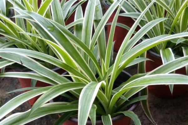 金边吊兰有没有毒，全株无毒可养在室内