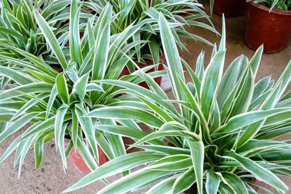 金边吊兰有没有毒，全株无毒可养在室内