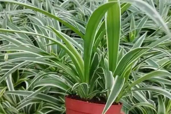 金边吊兰有没有毒，全株无毒可养在室内