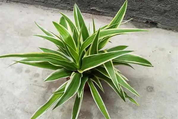 金边吊兰有没有毒，全株无毒可养在室内