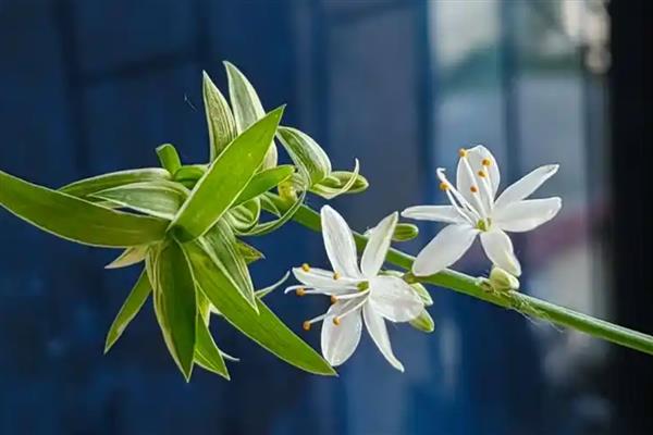 金边吊兰有没有毒，全株无毒可养在室内