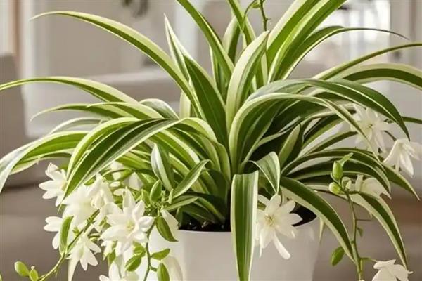 金边吊兰有没有毒，全株无毒可养在室内