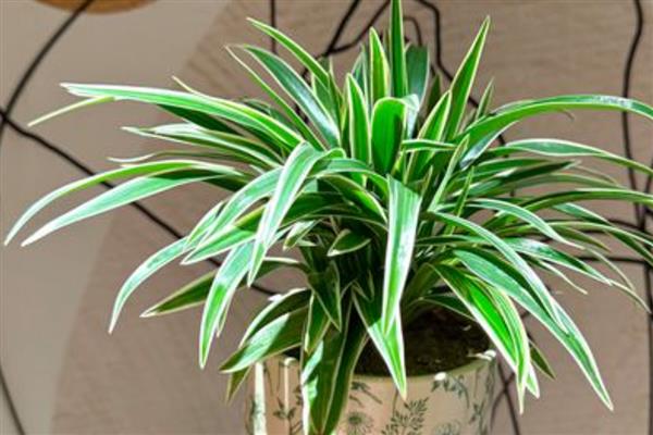 金边吊兰有没有毒，全株无毒可养在室内