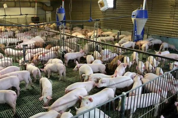 100斤猪饲料添加多少葡萄糖，掺入2-3斤比较合适